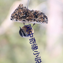 风中奇缘小(xiǎo)说