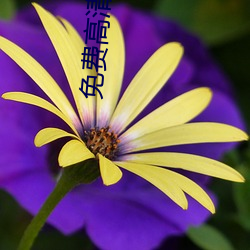 免费高清影院 鹤唳风声）