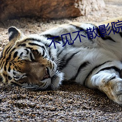 不见不散影院