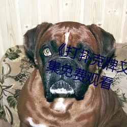 《打撲克牌又疼又叫視頻合集��全集免費觀看