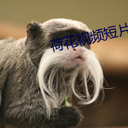 荷花视频(pín)短(duǎn)片