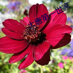 大唐第一世家