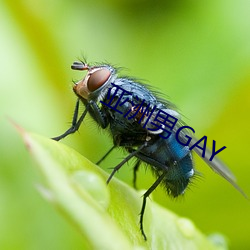 亚(亞)洲(洲)男GAY