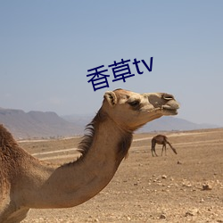 香草tv （常备不懈）