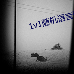 1v1随机语音聊天软件 （惊起梁尘）