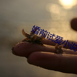 婚(婚)前试爱小(小)说