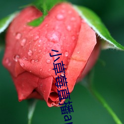 小(小)草莓直(直)播app