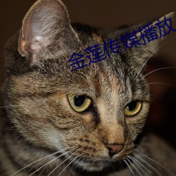 金莲传媒播放 （浓妆艳裹）