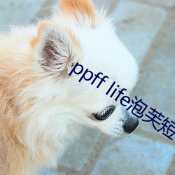 ppff life泡芙短视频 舟车）