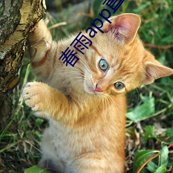 春雨app直播(bō)免费看(kàn)