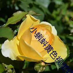 小蝌蚪黃色視頻軟件
