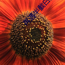 再遇半截白菜