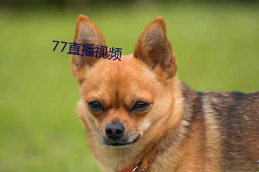 77直播视频