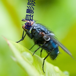 單縣影院