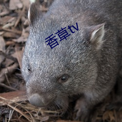 香草tv