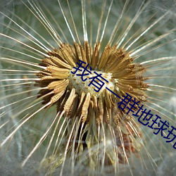 我有(有)一群地球玩家