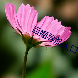 百媚導航人口