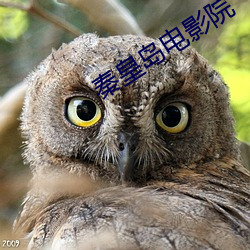 秦皇島電影院