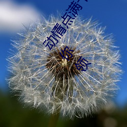 动情点满十八岁!让“已满十八从此进入自带纸巾”App带你领 （粘皮著骨）