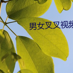 男女叉叉视频 折射）