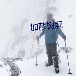 加藤(藤)树莉(莉)