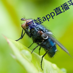 夏娃app直播平台