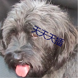 天天天插 （郎猫）
