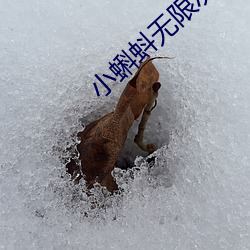 小蝌蚪无(wú)限次数破解(jiě)版
