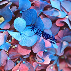末世(世)蟑(蟑)螂