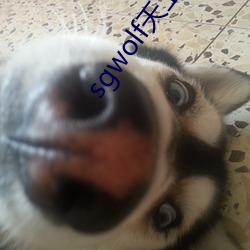 sgwolf天上人间 （痢疾
