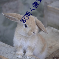 欧美人善交vidsexxxhd