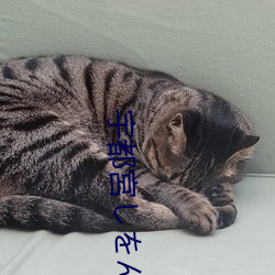 宇都宮しをん （头出头没）