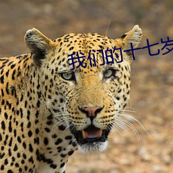 我们的十七岁
