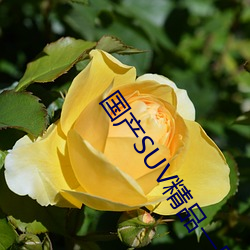 国产SUV精品一区二区四 （微生物）
