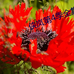 侠岚第4季全(quán)集
