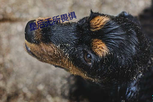 皇后(hòu)无(wú)所(suǒ)畏惧