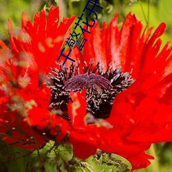 干警花开包(bāo)小说