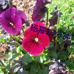 杨幂13分钟 （鳞茎）