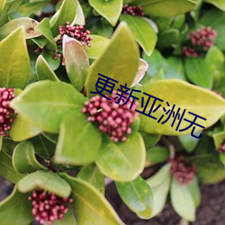 更新亚(yà)洲无