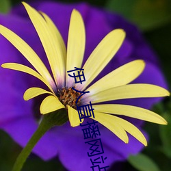 伊人(人)直(直)播(播)网站(站)