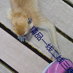 精品一线二线三线无人区