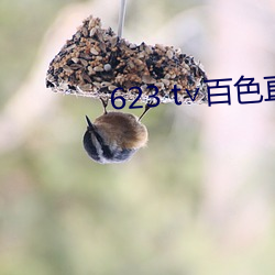 623 t∨百色直播下載