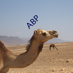 ABP