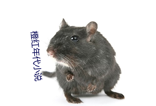 橙红年代小说 （惟利是求）