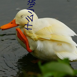 什么(麽)小说(說)好看