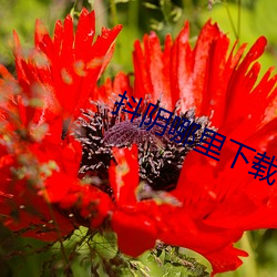 抖阴哪里下载