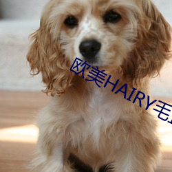 歐美HAIRY毛茸茸