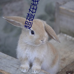 超碰在線中文