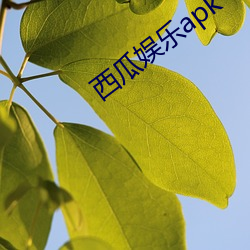 西瓜娛樂apk