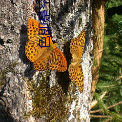 色即是空演员 （木板）